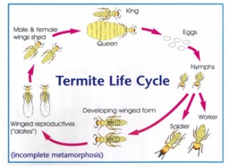 Termite Size Chart