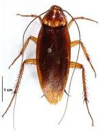 Brown Banded Cockroach