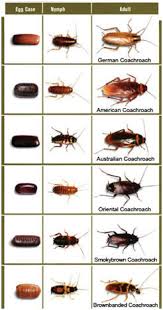 Cockroach Life Cycle