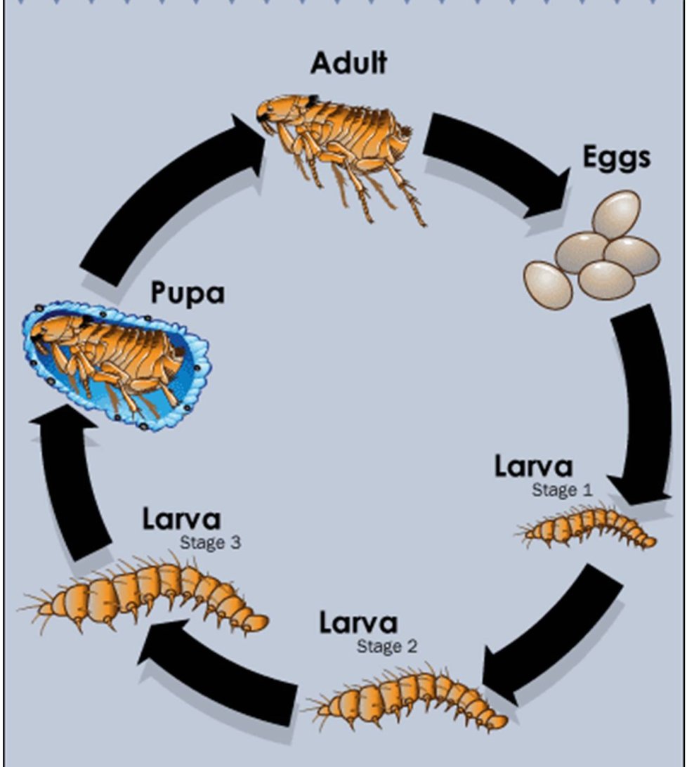 Flea Life Cycle