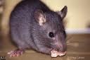 Roof Rat or Black Rat