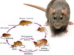 Rat Life Cycle